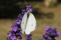 La Piride de la rave. Un mle (Lpidoptre - Pieridae - Pieris rapae)